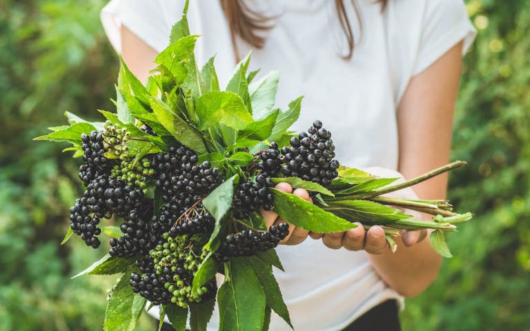 THE STAR SAMBUCOL NATURAL REMEDY FOR INFLUENZA